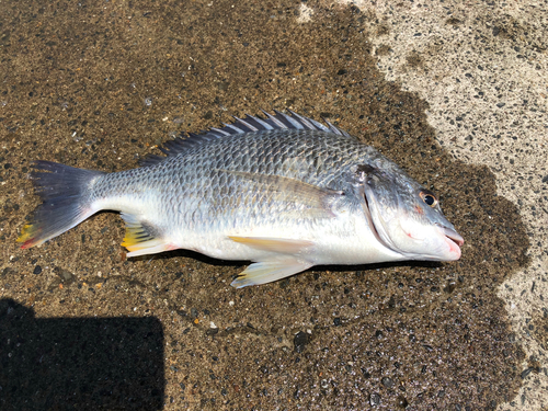 キビレの釣果