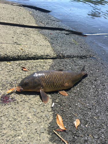 コイの釣果