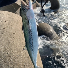 サゴシの釣果