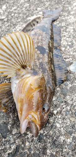 アイナメの釣果