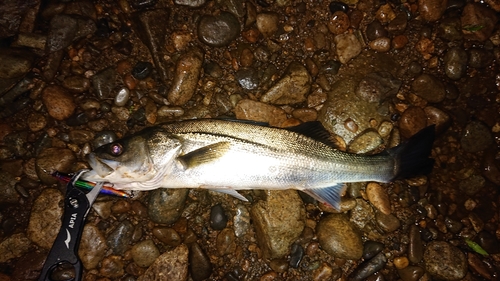 セイゴ（マルスズキ）の釣果