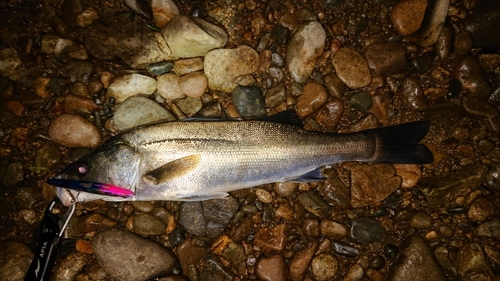 セイゴ（マルスズキ）の釣果