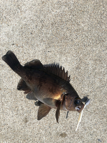 メバルの釣果