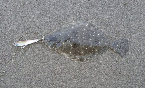 ソゲの釣果