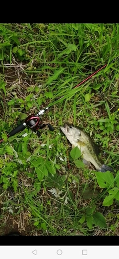 ブラックバスの釣果