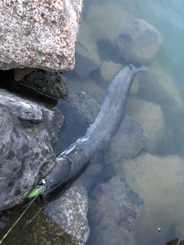 ナマズの釣果