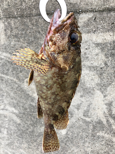 アラカブの釣果