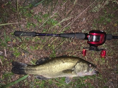 ブラックバスの釣果