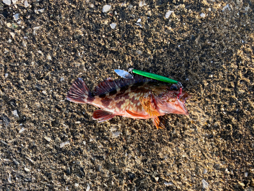 タケノコメバルの釣果