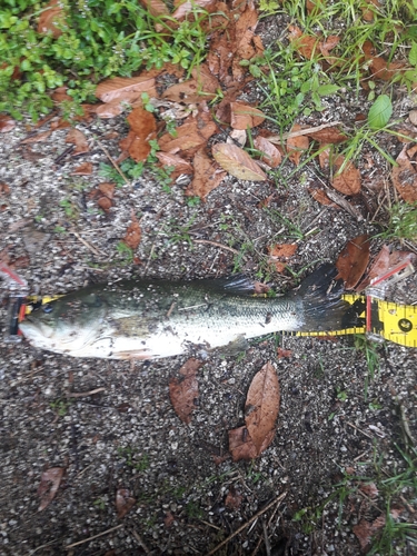 ブラックバスの釣果