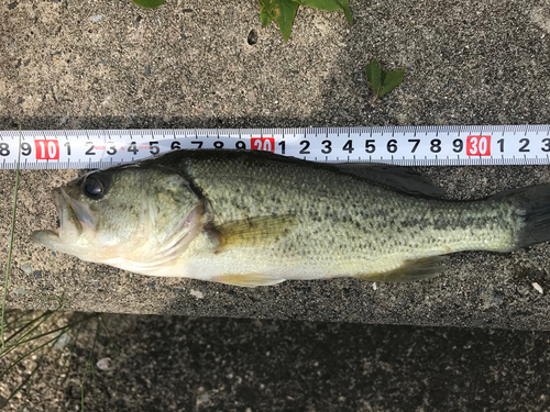 ブラックバスの釣果