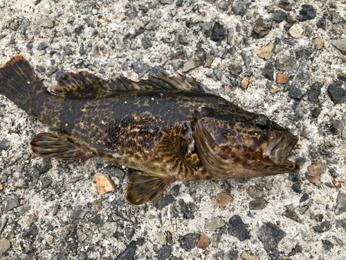 タケノコメバルの釣果