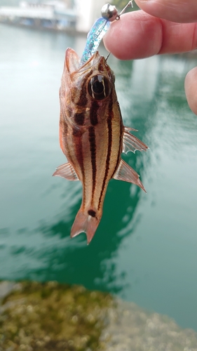 ネンブツダイの釣果