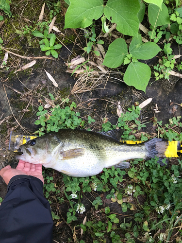 ブラックバスの釣果