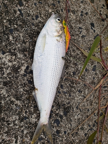 コノシロの釣果