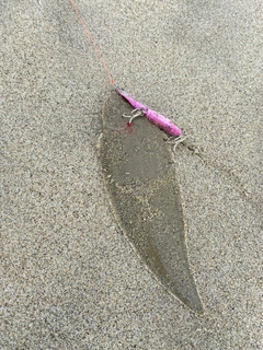 シタビラメの釣果