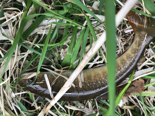 ヤマトイワナの釣果