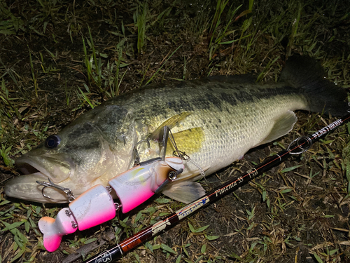 ブラックバスの釣果