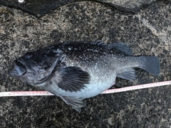 クロソイの釣果