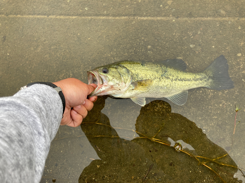 ラージマウスバスの釣果