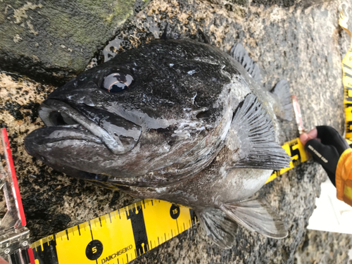 クロソイの釣果