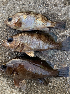 メバルの釣果