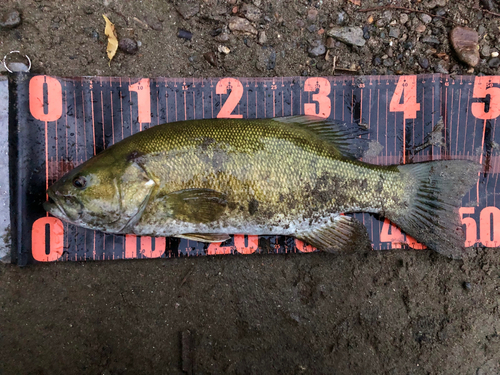 スモールマウスバスの釣果