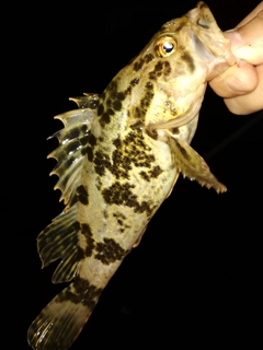 タケノコメバルの釣果