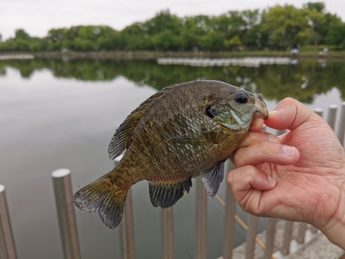 ブルーギルの釣果