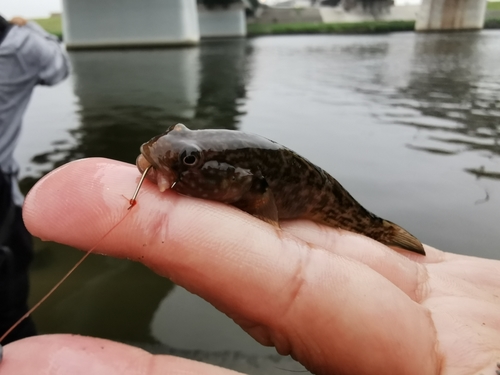 ハゼの釣果