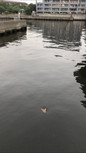 タコの釣果