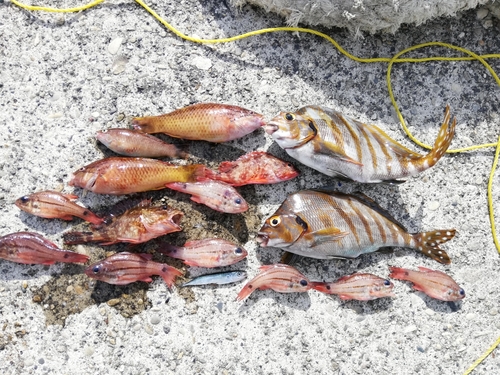 タカノハダイの釣果