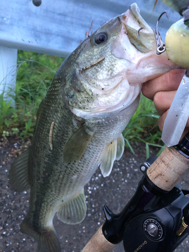 ブラックバスの釣果