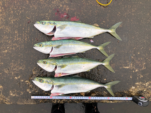 イナダの釣果