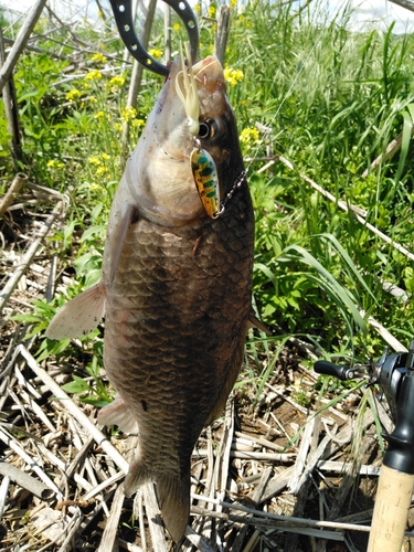 フナの釣果