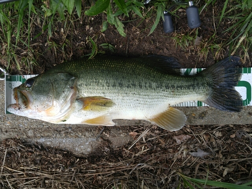 ブラックバスの釣果