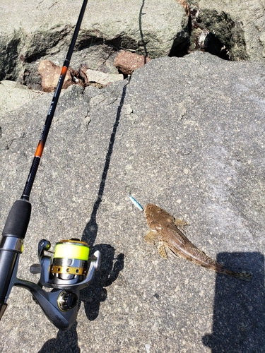 マゴチの釣果