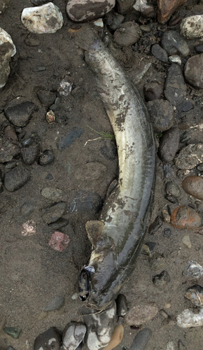 ナマズの釣果