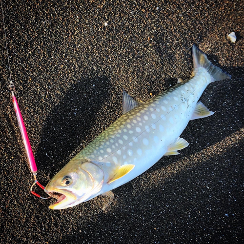 ウミアメの釣果