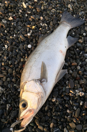 ヒラスズキの釣果