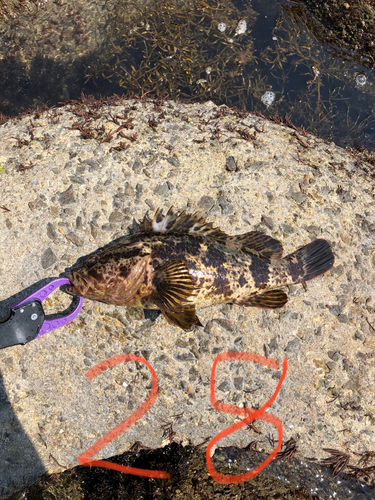 タケノコメバルの釣果