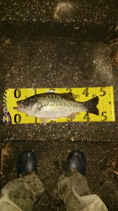 ブラックバスの釣果