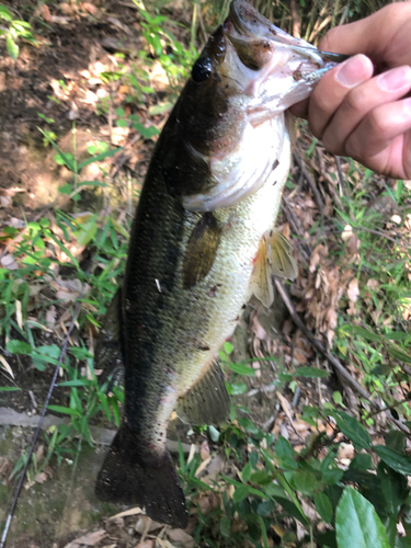 ブラックバスの釣果