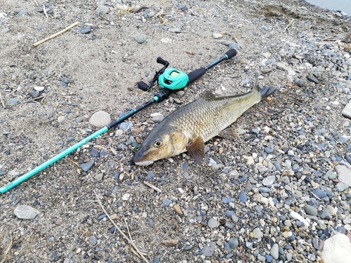 ニゴイの釣果