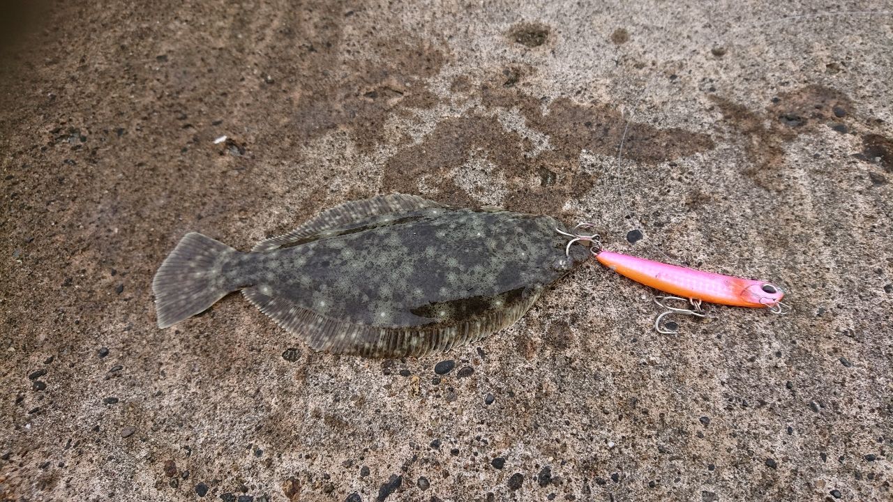 ソゲ