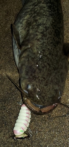 マナマズの釣果