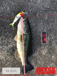 ブラックバスの釣果