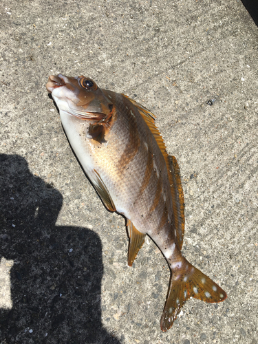 タカノハダイの釣果