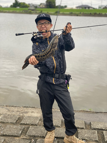 タイワンドジョウの釣果