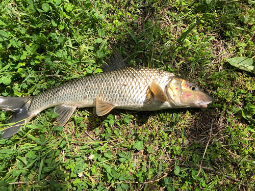 ニゴイの釣果